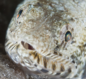 Lizard fish, Red Sea. by Nick Blake 